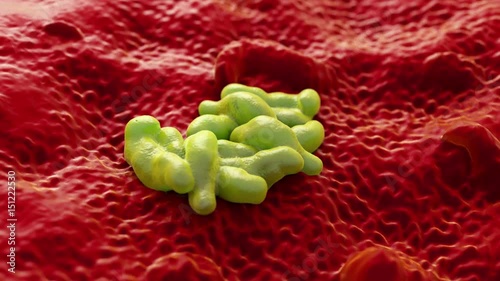 Campylobacter jejuni bacteria photo