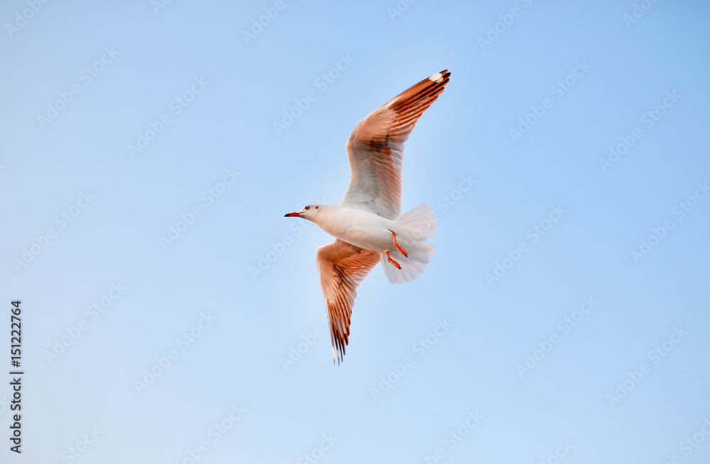 Obraz premium Seagulls flying in the sky at sunset.
