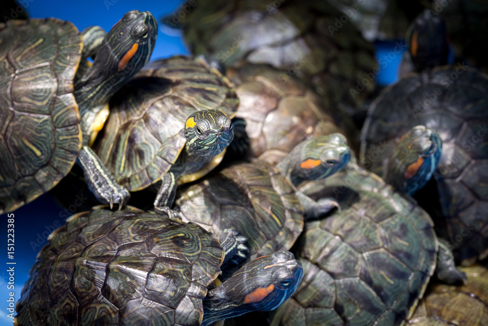 Fototapeta premium Des tortues à tête jaunes et rouges , les unes sur les autres