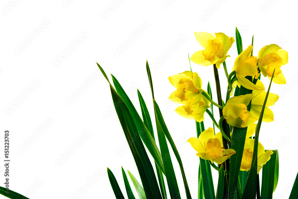 Daffodils isolated on white Daffodils isolated on white