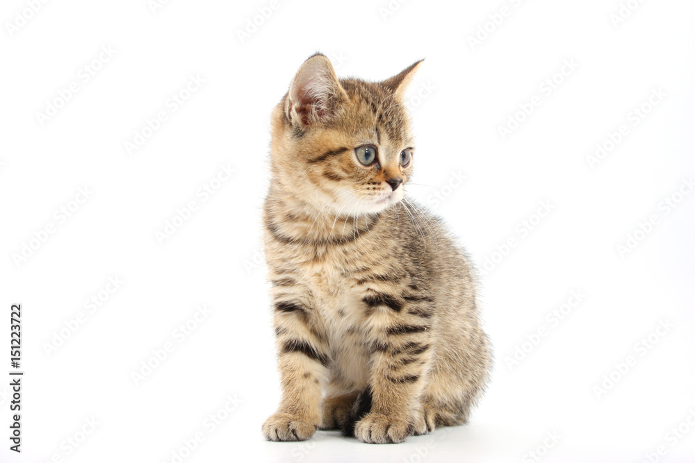 Little cute kitten striped on a white background Little cute kitten striped on a white background