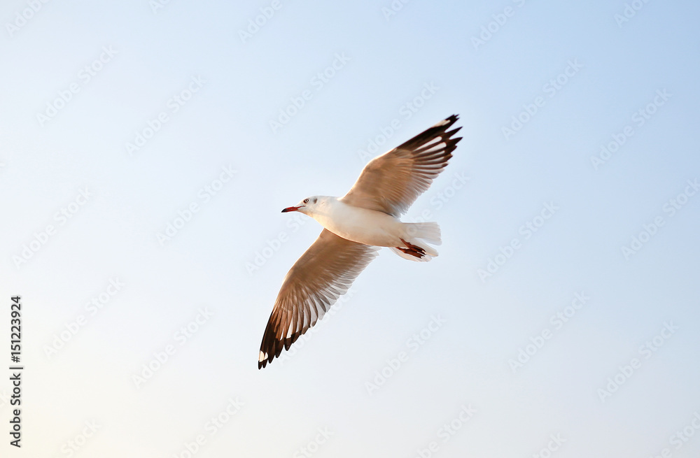Obraz premium One seagull flying in the sky.