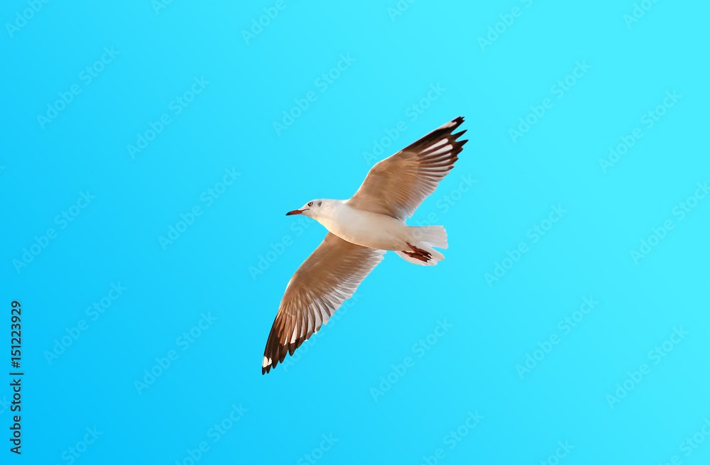 Obraz premium A seagull flying on blue sky background with copy space.