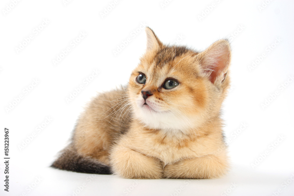 Little cute kitten striped on a white background