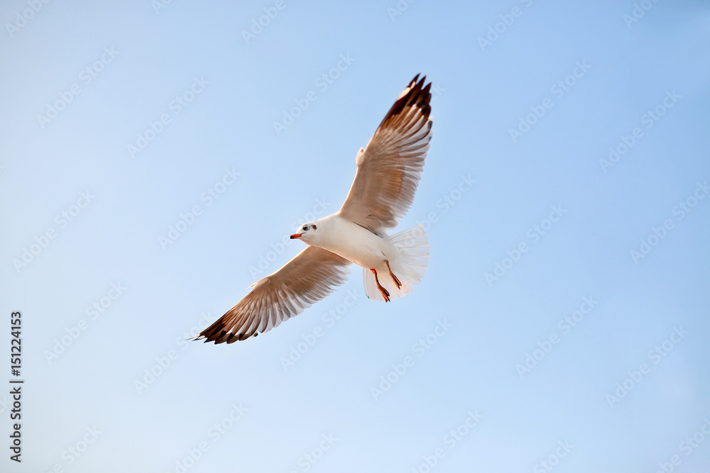 Fototapeta premium A seagull flying in the sky.