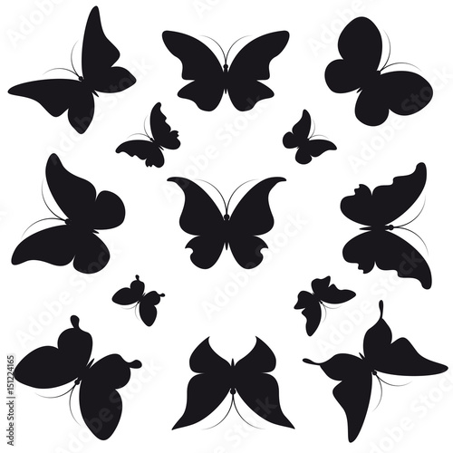 black butterfly, isolated on a white