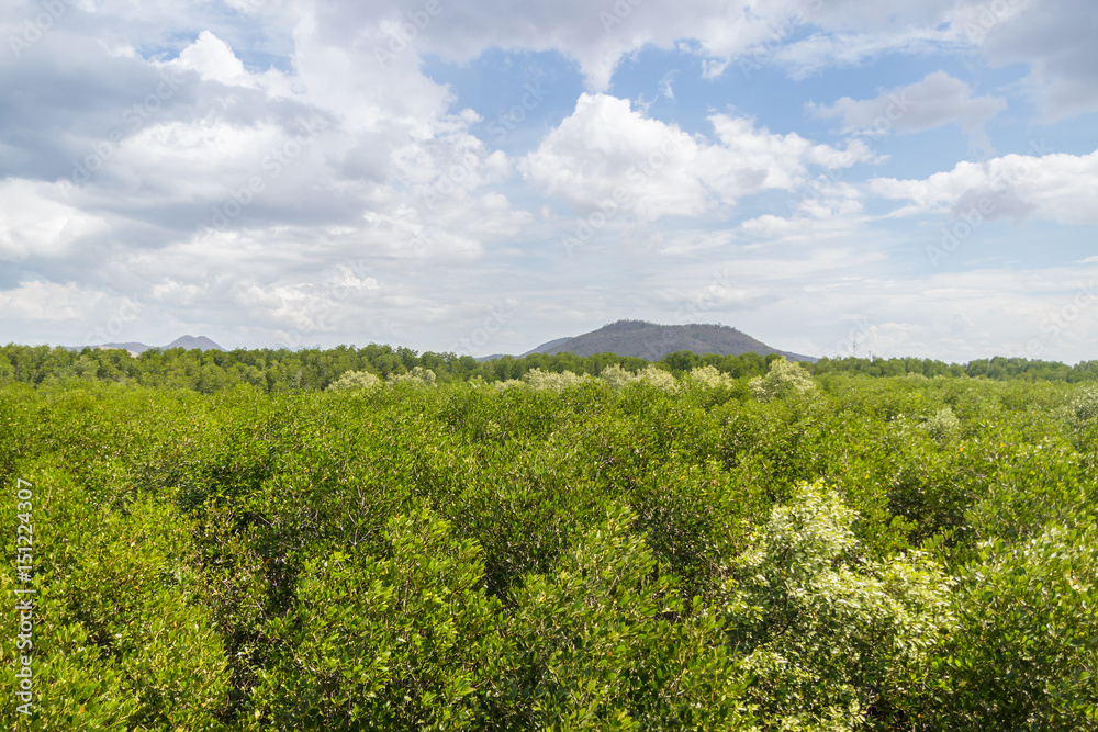 view of mangrove forest from above view of mangrove forest from above