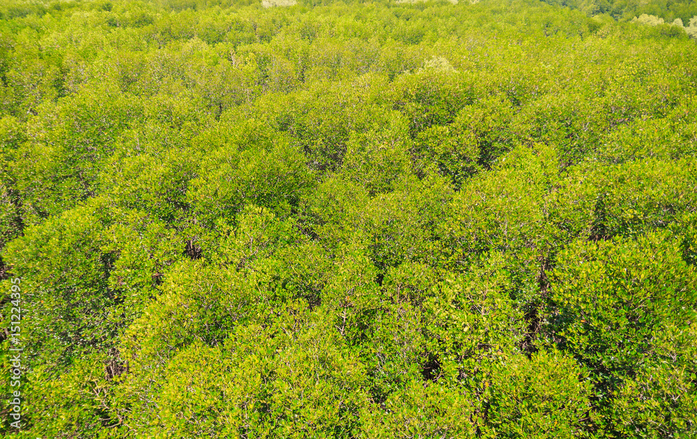 view of mangrove forest from above view of mangrove forest from above