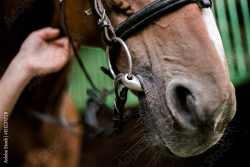 Horse face close up. The bit in the horse's mouth.
