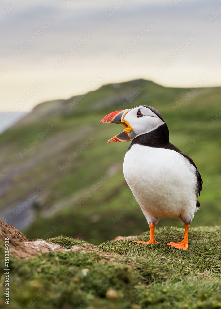 A gaping puffin (Fratercula arctica) captured at the Wick on Skomer Island, Pembrokeshire, Wales, United Kingdom, Europe A gaping puffin (Fratercula arctica) captured at the Wick on Skomer Island, Pembrokeshire, Wales, United Kingdom, Europe