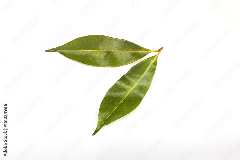 A olive leaf isolated on white background. A olive leaf isolated on white background.