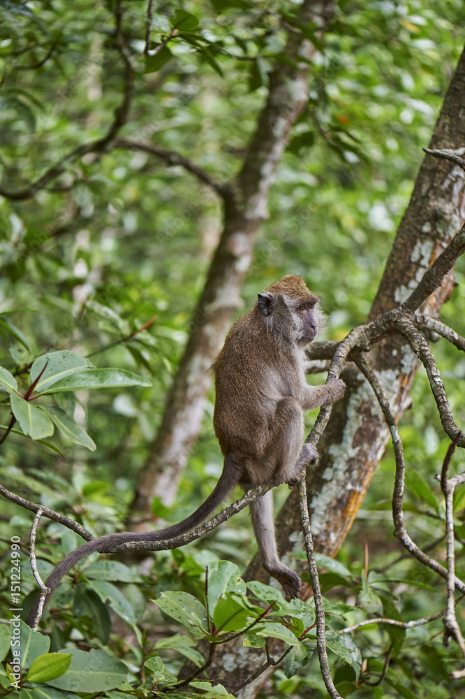 Long-tailed macaque in a mangrove forest, Langkawi, Malaysia Long-tailed macaque in a mangrove forest, Langkawi, Malaysia