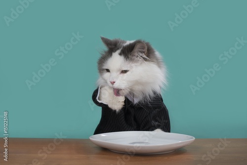 The cat licks its paws after a delicious meal