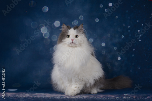 White fluffy cat on blue blurred background