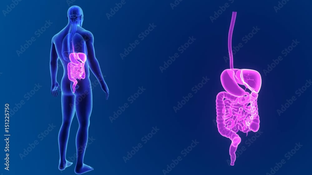 Digestive system zoom with organs Digestive system zoom with organs