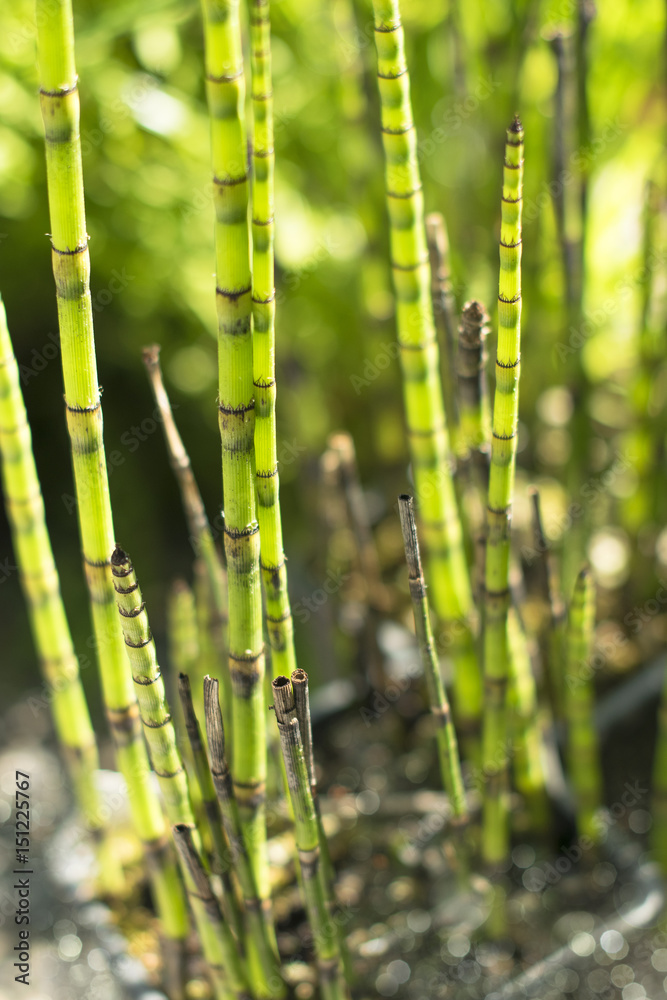 Obraz premium Plants of the marshes: zebra grass