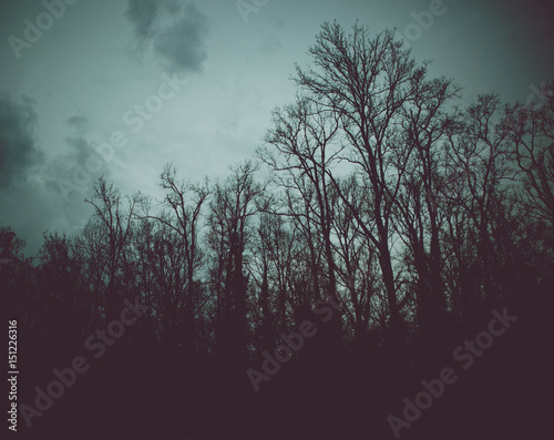 Photo depicting a mystic woods. Dark creepy forest scene, trees silhouettes.