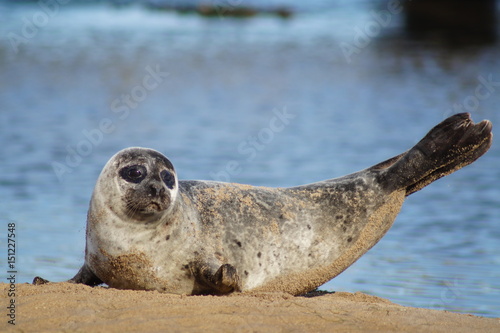 Seal, Seehund, Sand, Meer, Düne