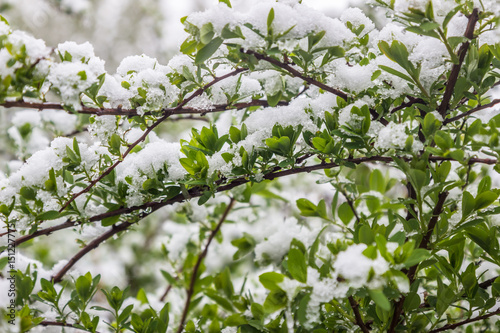 climate change in May in spring, snow is fallen, Minsk, Belarus