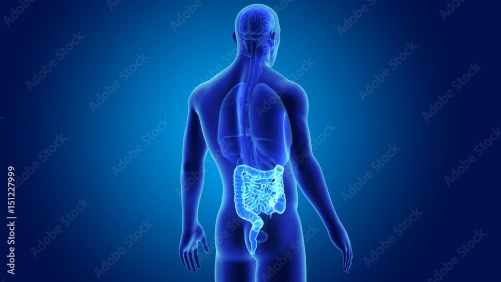 Intestine with organs Intestine with organs