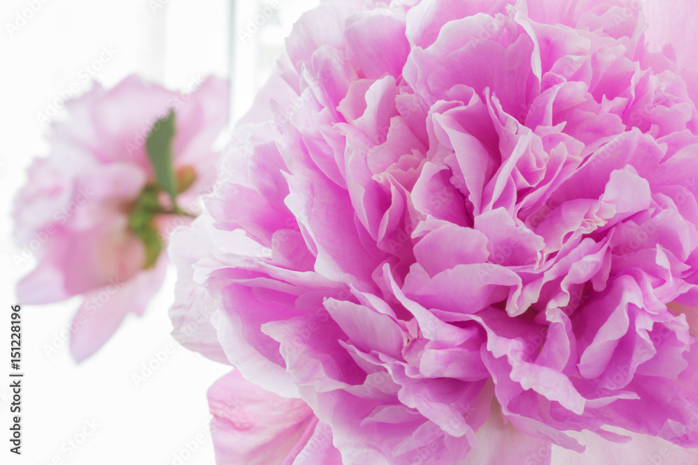 A photograph of a pink peony flower. Petals close-up as background