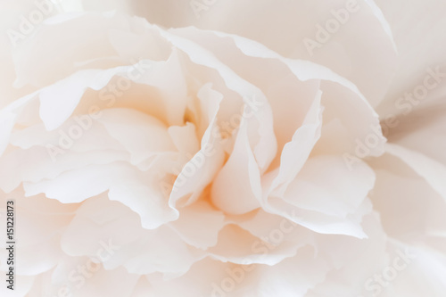 Flower pestle-colored peony close. Pink floral background with blur.