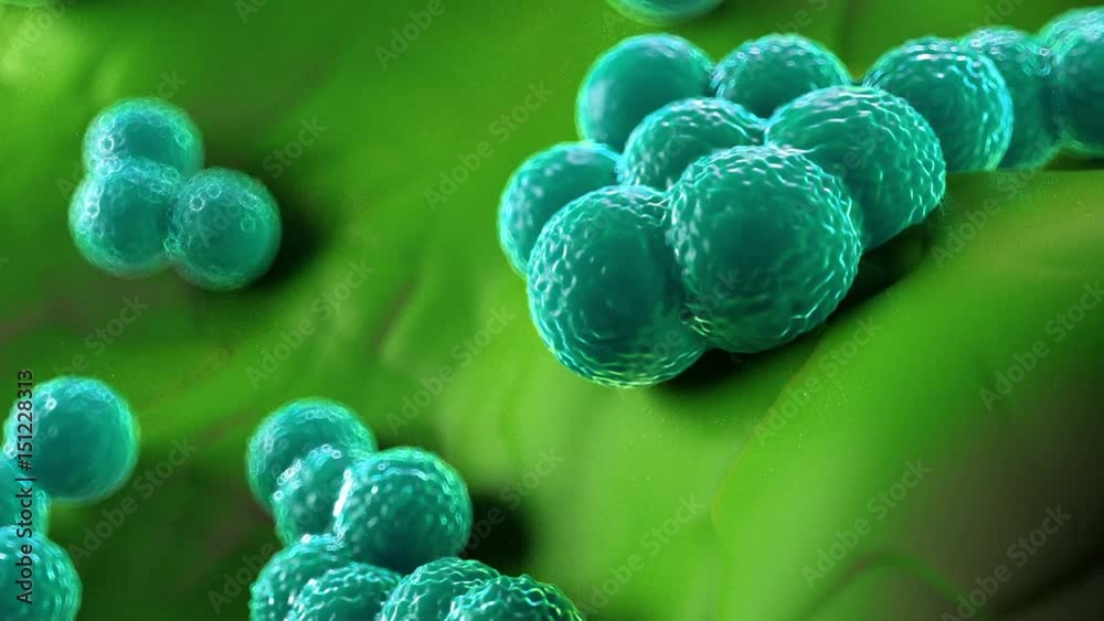Staphylococcus aureus MRSA bacteria