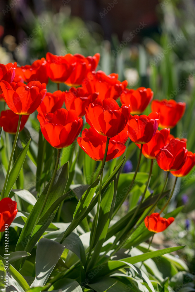 Red Tulips in the Sunshine 