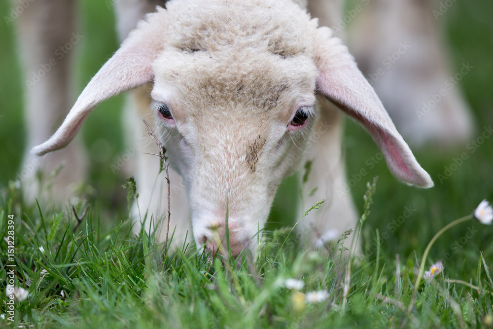 Fototapeta premium Lamb on pasture