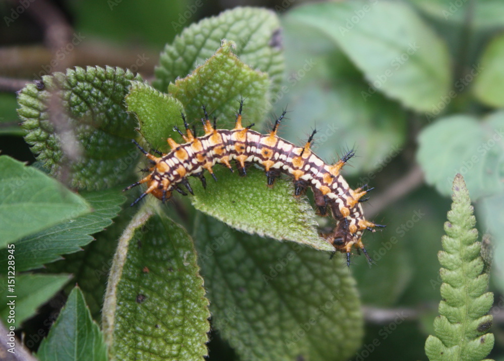 Fototapeta premium A Spiky/Spiny Caterpillar on some leaves