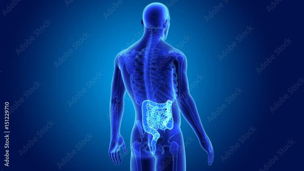 Intestine with skeleton Intestine with skeleton