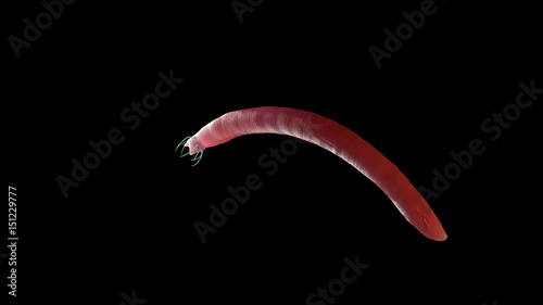 Nematode worm photo