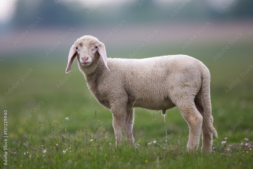 Lamb grazing on meadow