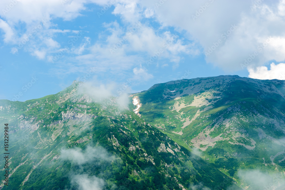 Beautiful Pine Trees on Foggy High Mountains. Artvin, Turkey