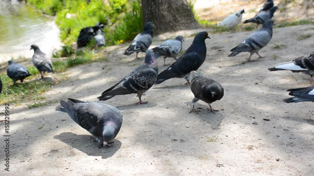 Lots of pigeons in the public park. Flock of birds eating bread. Lots of pigeons in the public park. Flock of birds eating bread.