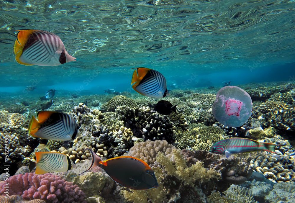 Fototapeta premium Jellyfish with colorful tropical fish and corals underwater