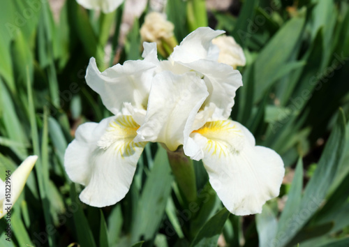 Iris white. Beautiful flower.