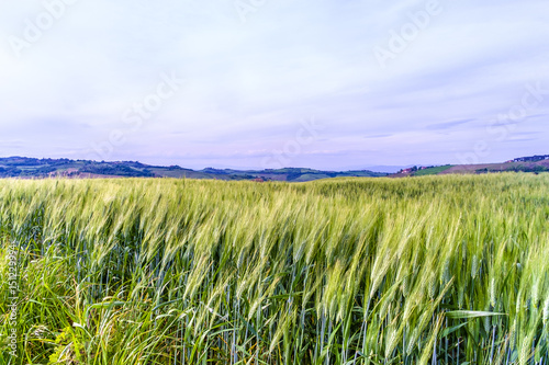 Wheat fields  Val d Orcia  Tuscany