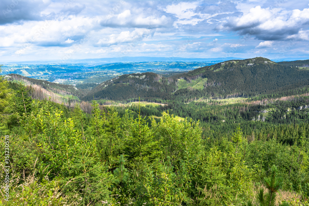 Green mountains in spring, landscape with evergreen pine forest