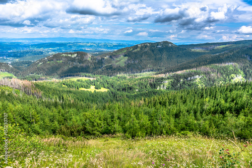 Green mountains in spring, landscape with pine forest