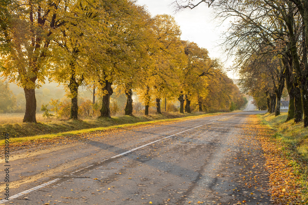 road and autumn trees in sun shining day