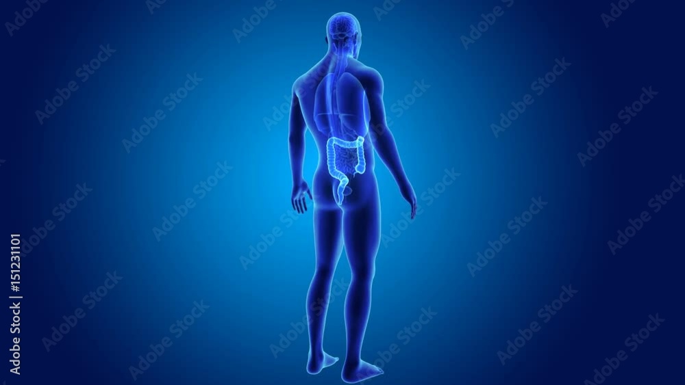 Large intestine zoom with anatomy Large intestine zoom with anatomy