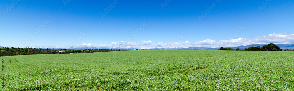 Plateau de Valensole