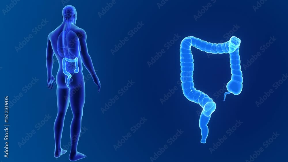 Large intestine zoom with organs Large intestine zoom with organs