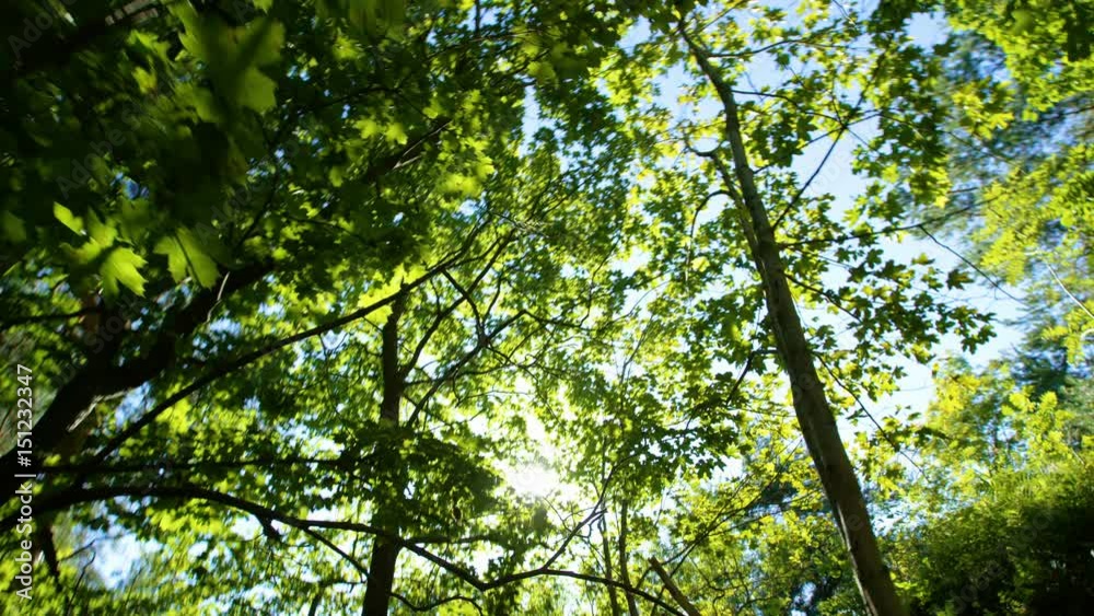 Walking in the woods, sun shining through, green Walking in the woods, sun shining through, green
