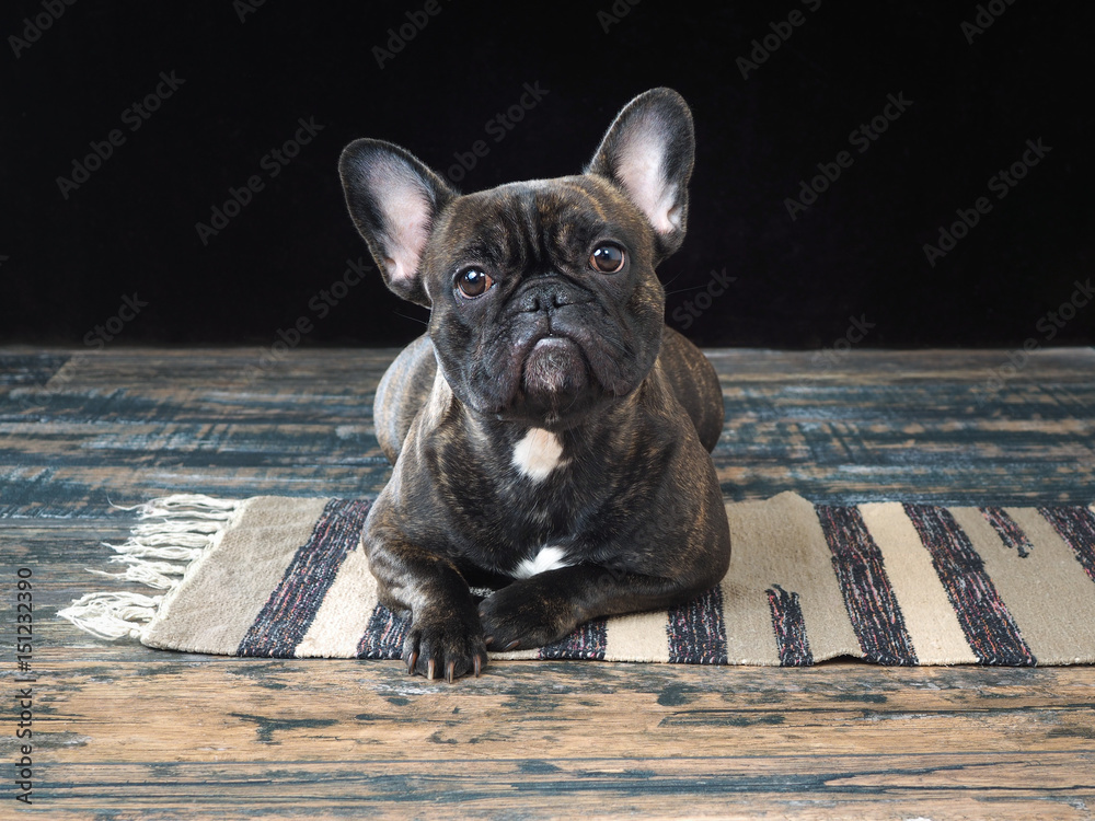 Fotografie The dog stares while lying on the floor
