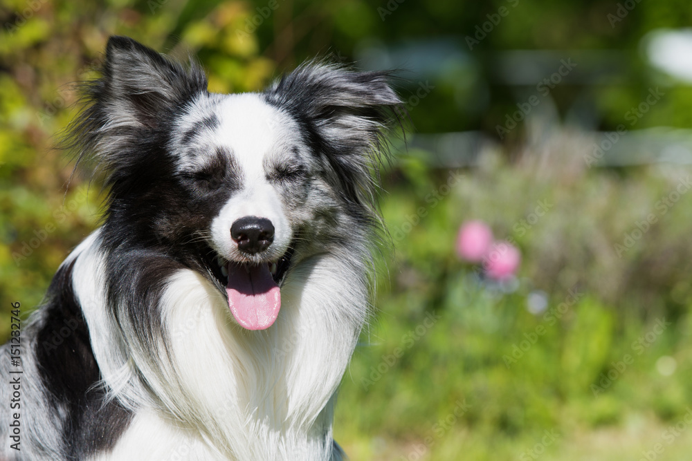 Border Collie im Garten