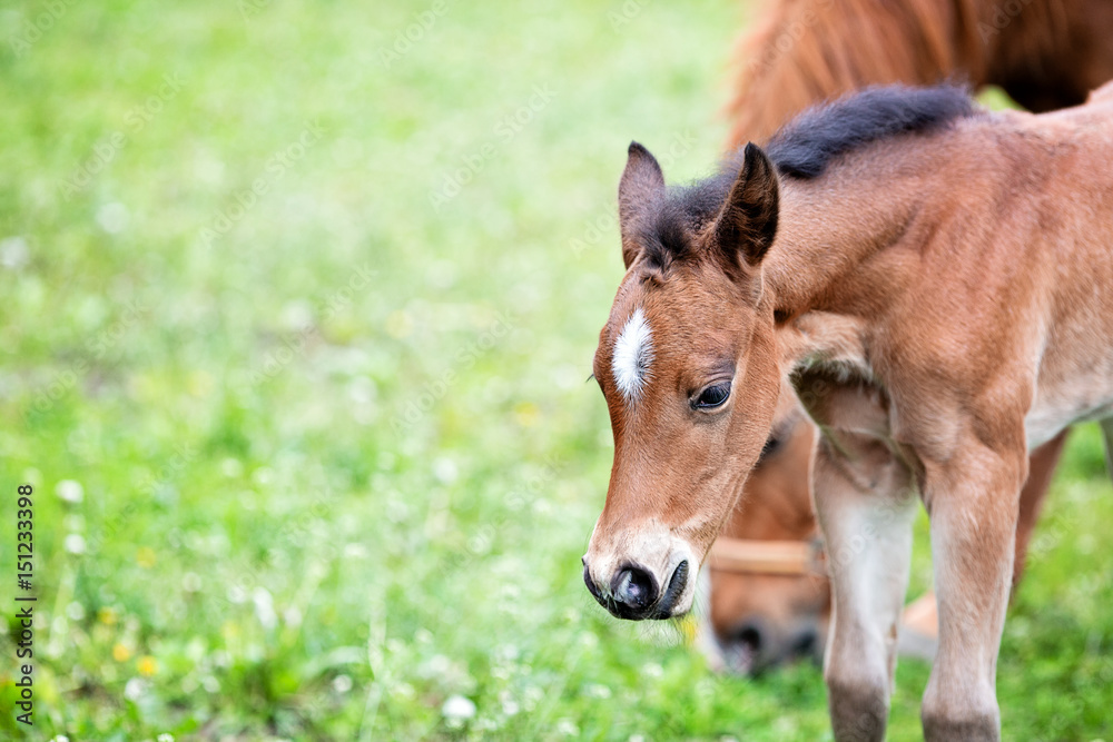 Brown baby horse outdoors, close-up Brown baby horse outdoors, close-up