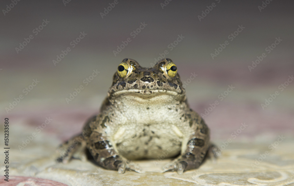 Obraz premium European green toad Bufo viridis