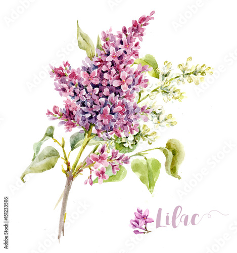 Watercolor lilac flower